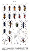 Cérambycidés. Planche d'identification Reitter. Cliquer pour agrandir l'image.