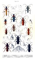 Cérambycidés. Planche d'identification Reitter. Cliquer pour agrandir l'image.