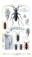 Cérambycidés. Planche d'identification Reitter. Cliquer pour agrandir l'image.