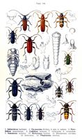Cérambycidés. Planche d'identification Reitter. Cliquer pour agrandir l'image.