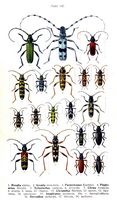 Cérambycidés. Planche d'identification Reitter. Cliquer pour agrandir l'image.