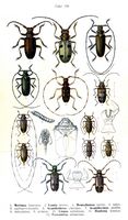 Cérambycidés. Planche d'identification Reitter. Cliquer pour agrandir l'image.