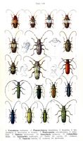 Cérambycidés. Planche d'identification Reitter. Cliquer pour agrandir l'image.