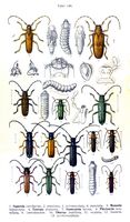 Cérambycidés. Planche d'identification Reitter. Cliquer pour agrandir l'image.