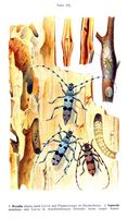 Cérambycidés. Planche d'identification Reitter. Cliquer pour agrandir l'image.