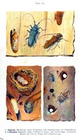 Cérambycidés. Planche d'identification Reitter. Cliquer pour agrandir l'image.