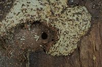 Cérambycidés. Sciure. Cliquer pour agrandir l'image.