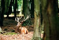 Cerf élaphe. Cerf aux bois neufs (velours). Cliquer pour agrandir l'image.