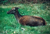 Cerf élaphe. Biche au poil d'hiver. Cliquer pour agrandir l'image.