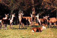 Cerf élaphe. Biches et daguets. Cliquer pour agrandir l'image.