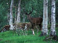 Cerf élaphe. Biche au poil d'hiver. Cliquer pour agrandir l'image.