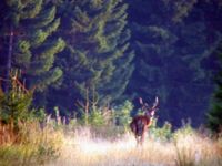 Cerf élaphe. Cliquer pour agrandir l'image.