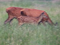 Cerf élaphe. Biches et faon. Cliquer pour agrandir l'image.