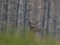 Cerf élaphe. Biche aux aguets. Cliquer pour agrandir l'image.