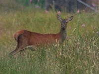 Cerf élaphe. Biche. Cliquer pour agrandir l'image.