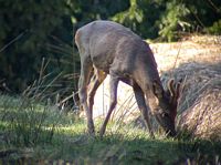 Cerf élaphe. Faon. Cliquer pour agrandir l'image.