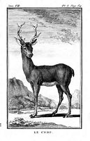 Cerf élaphe. Le cerf (dessin de Buffon). Cliquer pour agrandir l'image.