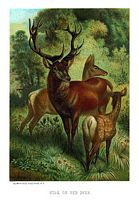 Cerf élaphe. Dessin. Cliquer pour agrandir l'image.