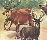Cerf élaphe. Aquarelle. Cliquer pour agrandir l'image.