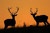 Cerf élaphe. Silhouette. Cliquer pour agrandir l'image.