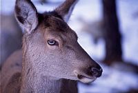 Cerf élaphe. Biche tête. Cliquer pour agrandir l'image.