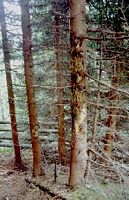 Cerf élaphe. Dégâts sur epicea. Cliquer pour agrandir l'image.