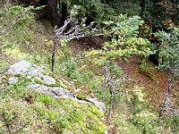 Cerf élaphe. Abroutissement de sapins. Cliquer pour agrandir l'image.