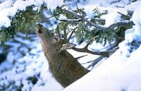 Cerf élaphe. Tête. Cliquer pour agrandir l'image.