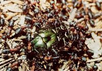 Cétoine dorée. Dévorée par des fourmis. Cliquer pour agrandir l'image.