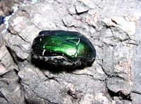 Cétoine dorée. Cliquer pour agrandir l'image.