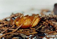 Cétoine dorée. Nymphe de cétoine dorée. Cliquer pour agrandir l'image.