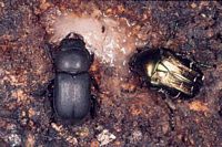 Cétoine dorée. Avec dorcus parallelepipedus. Cliquer pour agrandir l'image.
