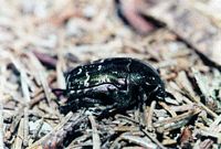 Cétoine dorée. Sur une fourmilière. Cliquer pour agrandir l'image.