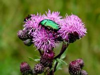 Cétoine dorée. Cliquer pour agrandir l'image.