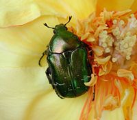 Cétoine dorée. Cliquer pour agrandir l'image.