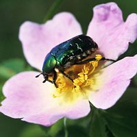 Cétoine dorée. Cliquer pour agrandir l'image.