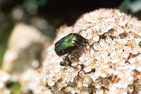 Cétoine dorée. Cliquer pour agrandir l'image.