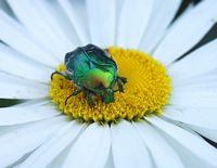 Cétoine dorée. Cliquer pour agrandir l'image.