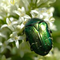 Cétoine dorée. Sur troene, Chamalières. Cliquer pour agrandir l'image.