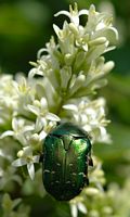Cétoine dorée. Sur troene, Chamalières. Cliquer pour agrandir l'image.