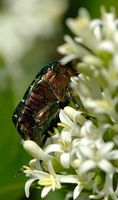 Cétoine dorée. Sur troene, Chamalières. Cliquer pour agrandir l'image.