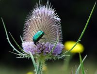 Cétoine dorée. Sur cardère sylvestre, Côtes de Clermont. Cliquer pour agrandir l'image.