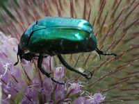 Cétoine dorée. Sur cardère sylvestre, Côtes de Clermont. Cliquer pour agrandir l'image.