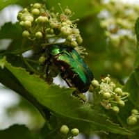 Cétoine dorée. Côtes de Clermont. Cliquer pour agrandir l'image.