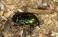 Cétoine dorée. Lieu de ponte. Cliquer pour agrandir l'image.