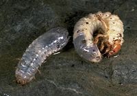 Cétoine dorée. Larves de cétoine et de hanneton. Cliquer pour agrandir l'image.