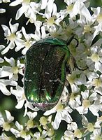 Cétoine dorée. Cliquer pour agrandir l'image.