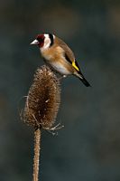 Chardonneret élégant. Cliquer pour agrandir l'image.