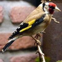Chardonneret élégant. Cliquer pour agrandir l'image.