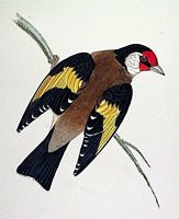 Chardonneret élégant. Dessin. Cliquer pour agrandir l'image.